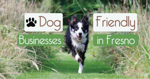 Dog-Friendly Businesses in Fresno
